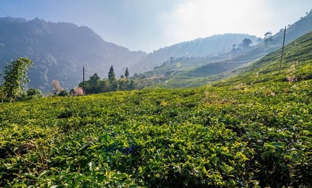 Непальский чай из Гималаев: наше путешествие за новыми вкусами